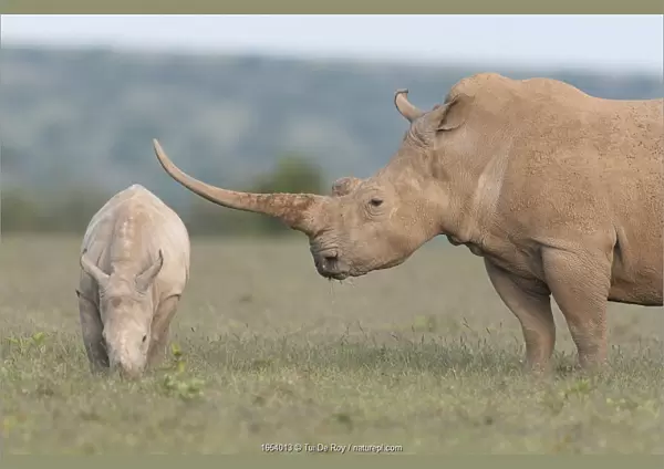 White rhinoceros (Ceratotherium simum) with unusually shaped horn, Solio Game Reserve