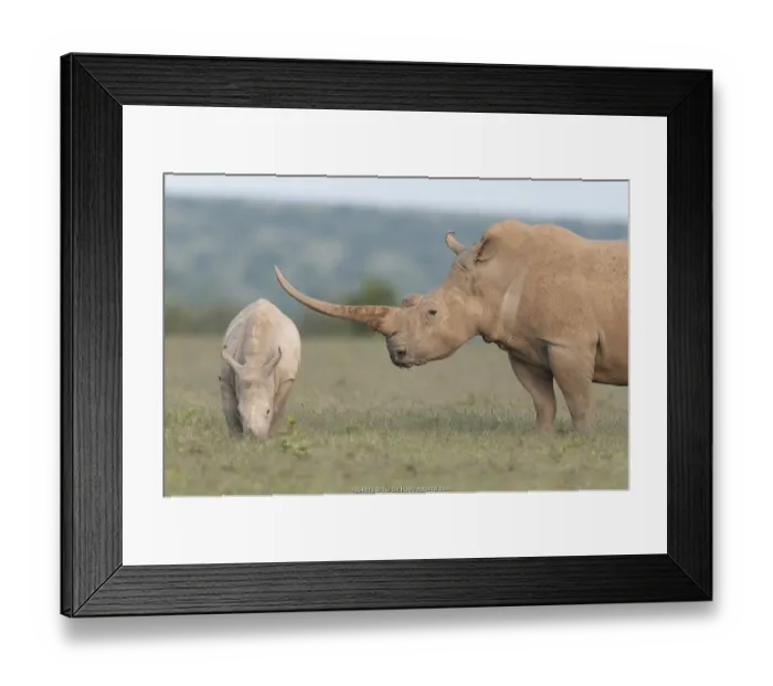 Framed Print : White rhinoceros (Ceratotherium simum) with unusually shaped horn, Solio Game Reserve Framed Print : White rhinoceros (Ceratotherium simum) with unusually shaped horn, Solio Game Reserve