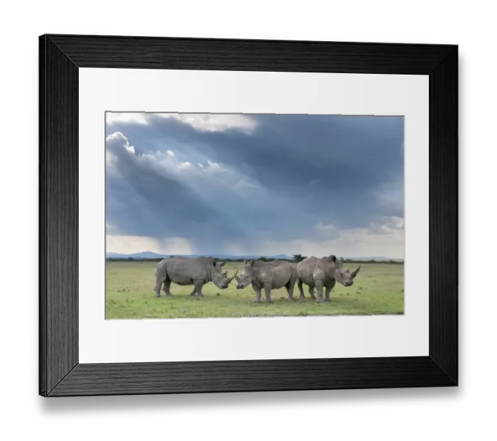 Framed Print : Three White rhinoceroses (Ceratotherium simum), Solio Game Reserve, Laikipia, Kenya Framed Print : Three White rhinoceroses (Ceratotherium simum), Solio Game Reserve, Laikipia, Kenya