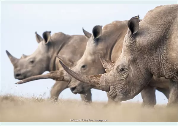 Three White rhinoceroses (Ceratotherium simum) walking together, Solio Game Reserve