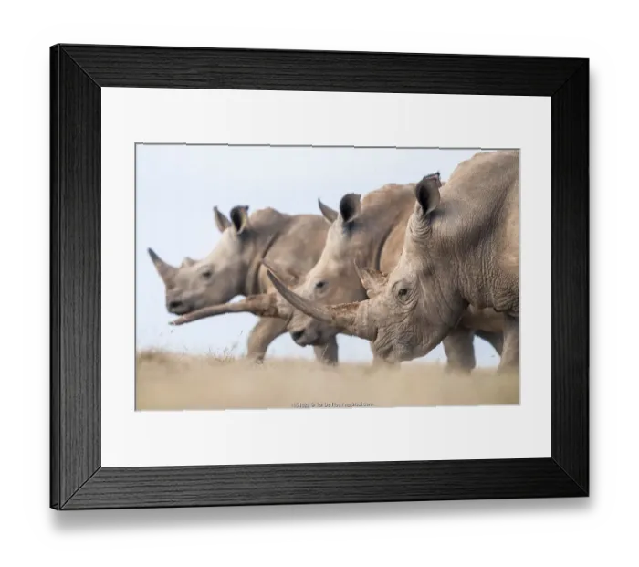 Framed Print : Three White rhinoceroses (Ceratotherium simum) walking together, Solio Game Reserve Framed Print : Three White rhinoceroses (Ceratotherium simum) walking together, Solio Game Reserve