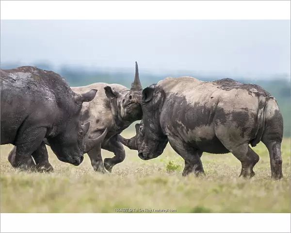 Black rhino (Diceros bicornis) and White rhino (Ceratotherium simum)