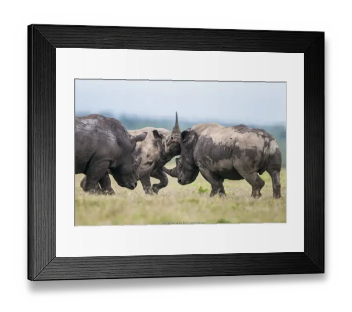 Framed Print : Black rhino (Diceros bicornis) and White rhino (Ceratotherium simum) Framed Print : Black rhino (Diceros bicornis) and White rhino (Ceratotherium simum)