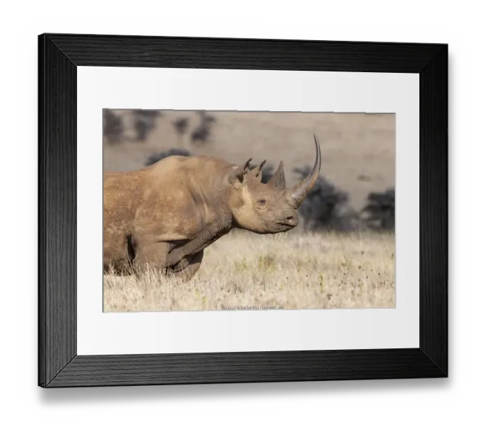 Framed Print : Black rhino (Diceros bicornis) with very long horn, Lewa Wildlife Conservancy, Laikipia Framed Print : Black rhino (Diceros bicornis) with very long horn, Lewa Wildlife Conservancy, Laikipia