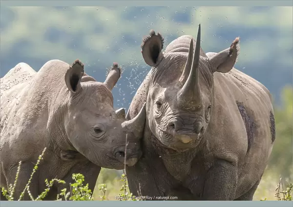 Black rhino (Diceros bicornis) mother and calf, Solio Game Reserve, Laikipia, Kenya