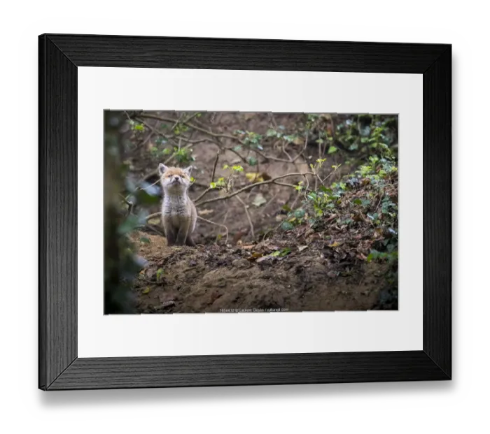 Framed Print : Red fox (Vulpes vulpes) young male cub near entrance to earth in woodland, Switzerland Framed Print : Red fox (Vulpes vulpes) young male cub near entrance to earth in woodland, Switzerland