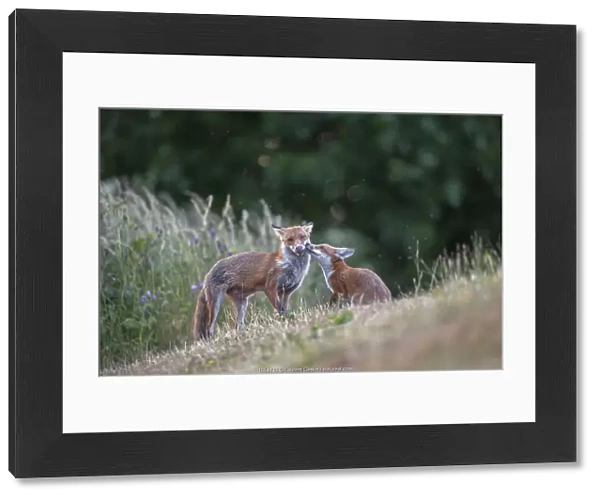 Red fox (Vulpes vulpes) cub in pasture asking vixen for food, England