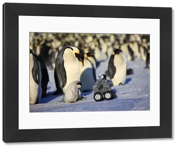 Robot disguised as penguin chick investigating Emperor penguin colony