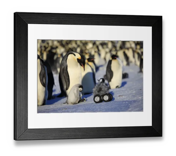 Framed Print : Robot disguised as penguin chick investigating Emperor penguin colony Framed Print : Robot disguised as penguin chick investigating Emperor penguin colony