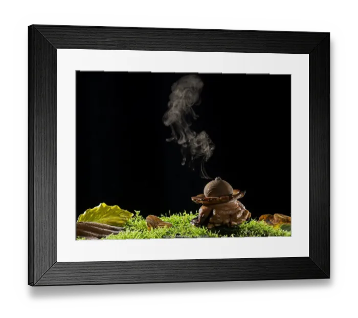 Framed Print : Collared earthstar (Geastrum triplex) releasing spores, Hampshire, England, UK, November Framed Print : Collared earthstar (Geastrum triplex) releasing spores, Hampshire, England, UK, November