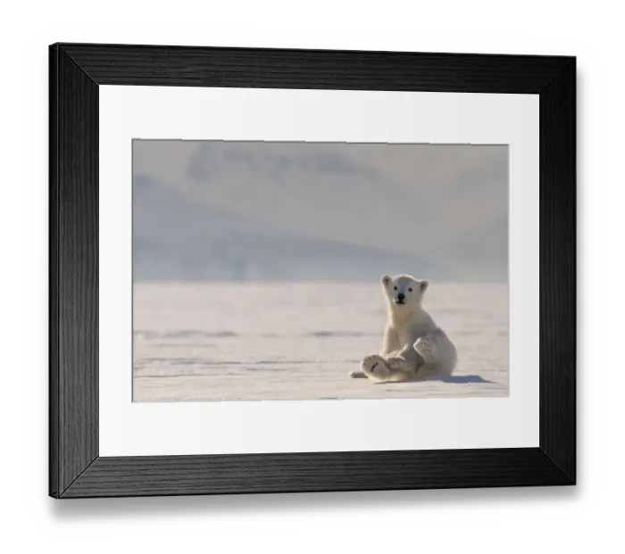 Framed Print : Polar bear (Ursus maritimus) cub on ice, Svalbard, Norway Framed Print : Polar bear (Ursus maritimus) cub on ice, Svalbard, Norway