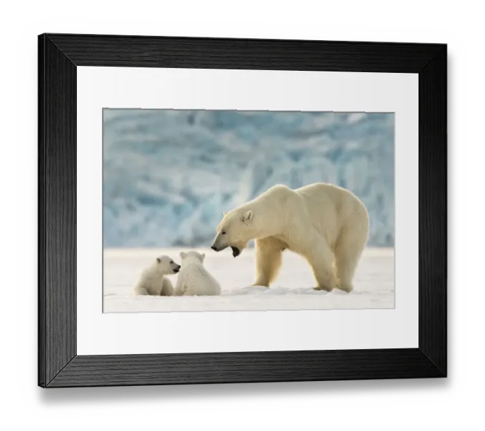 Framed Print : Polar bear (Ursus maritimus) female with two cubs, Svalbard, Norway Framed Print : Polar bear (Ursus maritimus) female with two cubs, Svalbard, Norway