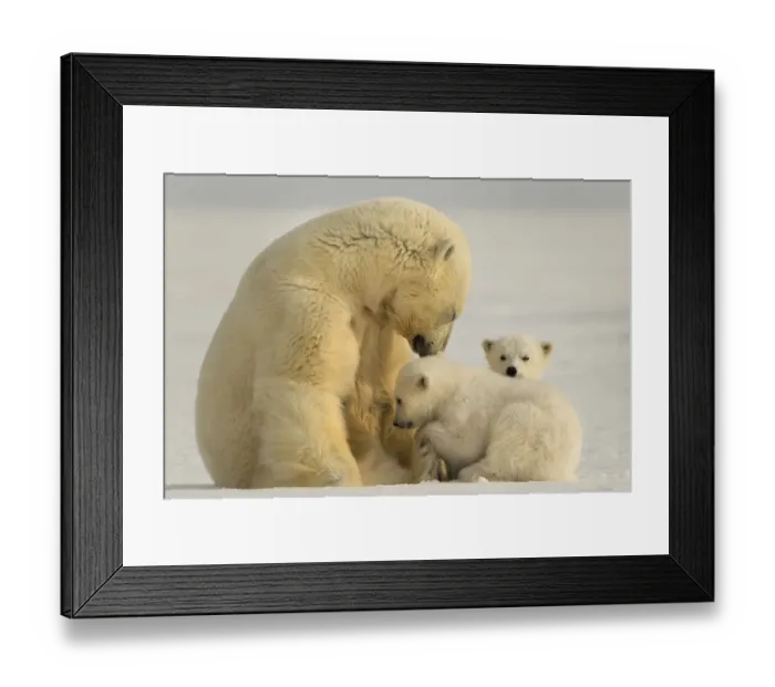 Framed Print : Polar bear (Ursus maritimus) female with two cubs, Svalbard, Norway Framed Print : Polar bear (Ursus maritimus) female with two cubs, Svalbard, Norway