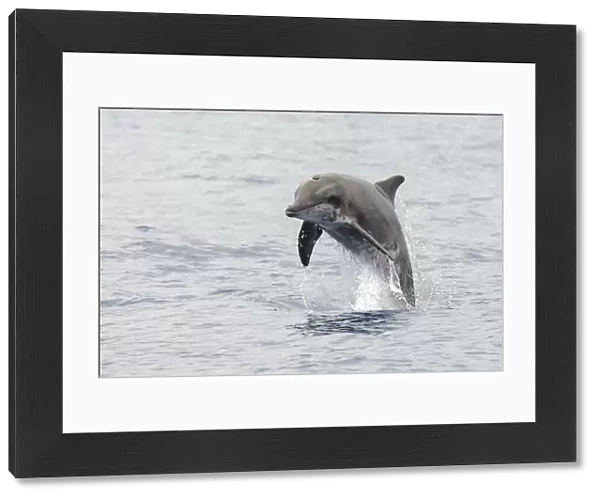 Rough-toothed dolphin (Steno bredanensis) porpoising, El Hierro, Canary Islands