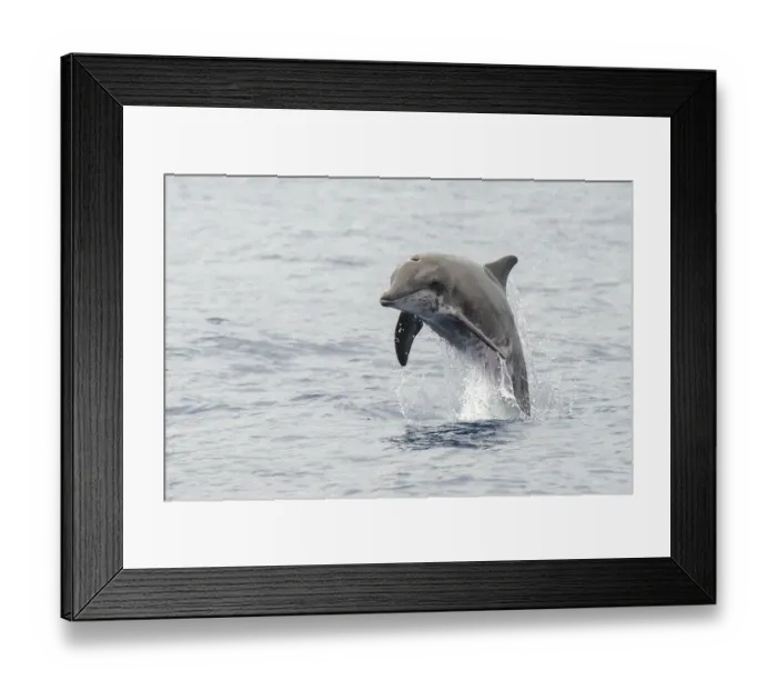Framed Print : Rough-toothed dolphin (Steno bredanensis) porpoising, El Hierro, Canary Islands Framed Print : Rough-toothed dolphin (Steno bredanensis) porpoising, El Hierro, Canary Islands