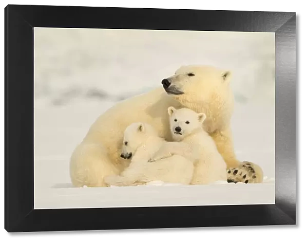 Polar bear (Ursus maritimus) female with two cubs, Svalbard, Norway