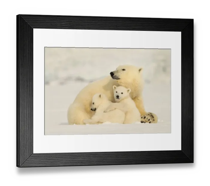 Framed Print : Polar bear (Ursus maritimus) female with two cubs, Svalbard, Norway Framed Print : Polar bear (Ursus maritimus) female with two cubs, Svalbard, Norway