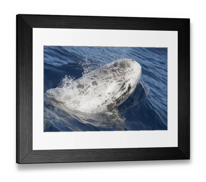 Framed Print : Rissos dolphin (Grampus griseus) at surface, Fuerteventura, Canary Islands Framed Print : Rissos dolphin (Grampus griseus) at surface, Fuerteventura, Canary Islands