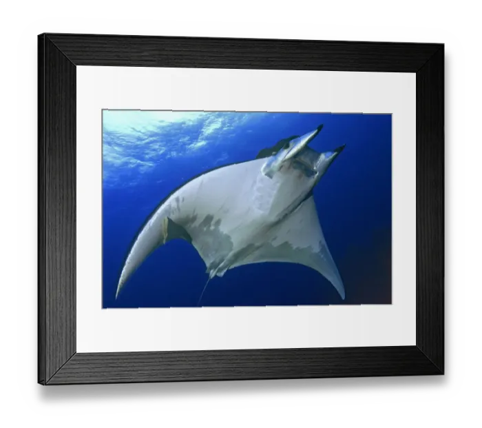 Framed Print : Horned ray (Mobula tarapacana) El Hierro, Canary Islands Framed Print : Horned ray (Mobula tarapacana) El Hierro, Canary Islands