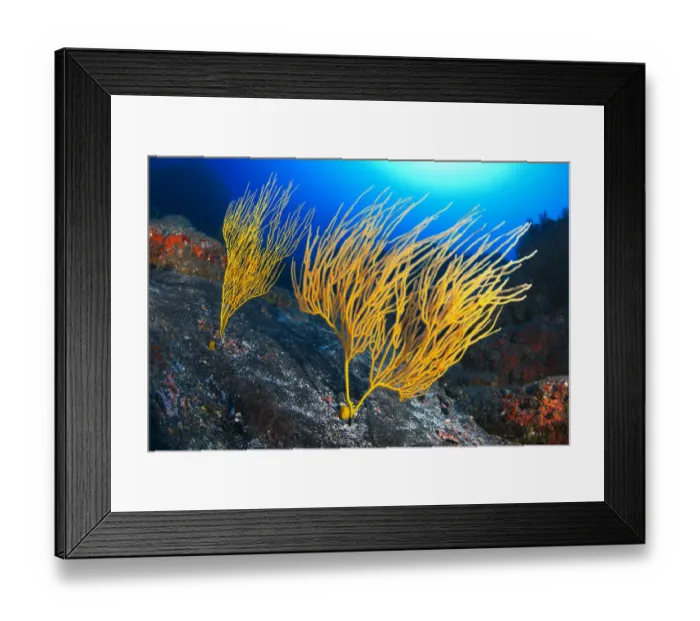 Framed Print : Yellow seafan (Leptogorgia viminalis) La Gomera, Canary Islands Framed Print : Yellow seafan (Leptogorgia viminalis) La Gomera, Canary Islands