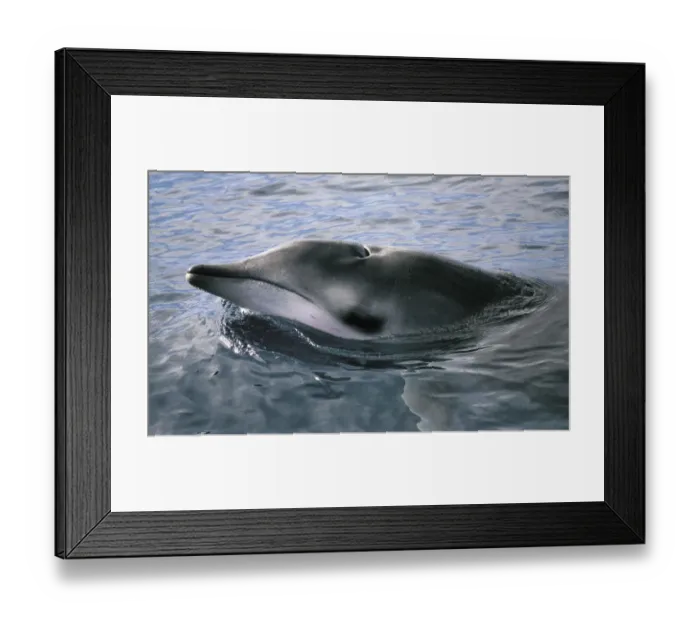 Framed Print : Gervais beaked whale (Mesoplodon europaeus) El Hierro, Canary Islands Framed Print : Gervais beaked whale (Mesoplodon europaeus) El Hierro, Canary Islands