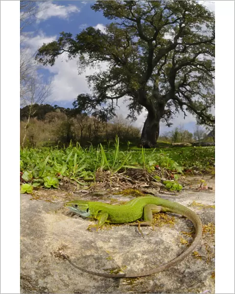 Western green lizard (Lacerta bilineata) female basking in habitat near a Cork Tree