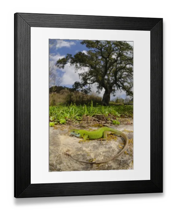 Framed Print : Western green lizard (Lacerta bilineata) female basking in habitat near a Cork Tree Framed Print : Western green lizard (Lacerta bilineata) female basking in habitat near a Cork Tree