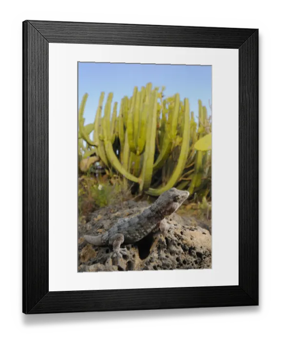 Framed Print : Tenerife wall gecko (Tarentola delalandii) endemic to Tenerife, Canary Islands Framed Print : Tenerife wall gecko (Tarentola delalandii) endemic to Tenerife, Canary Islands