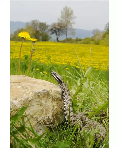 Asp Viper (Vipera aspis) with field full of dandelions, Italy