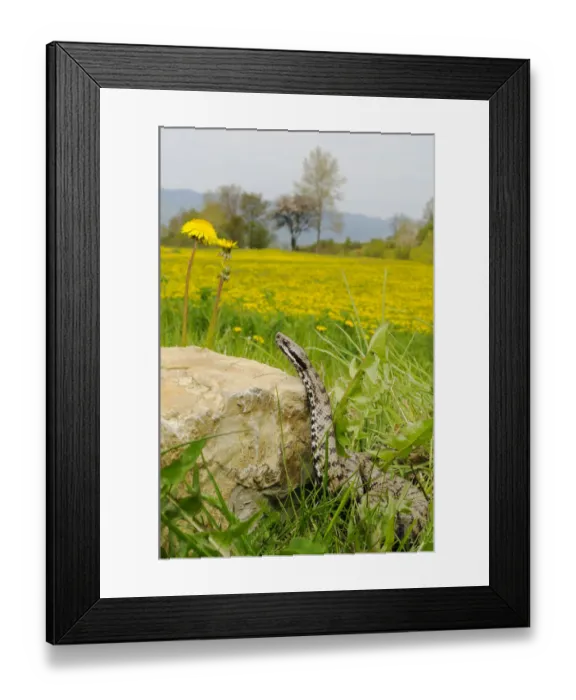 Framed Print : Asp Viper (Vipera aspis) with field full of dandelions, Italy Framed Print : Asp Viper (Vipera aspis) with field full of dandelions, Italy