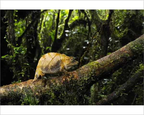 Dwarf forest chameleon (Rhampholeon boulengeri), Nyungwe Forest National Park, Rwanda