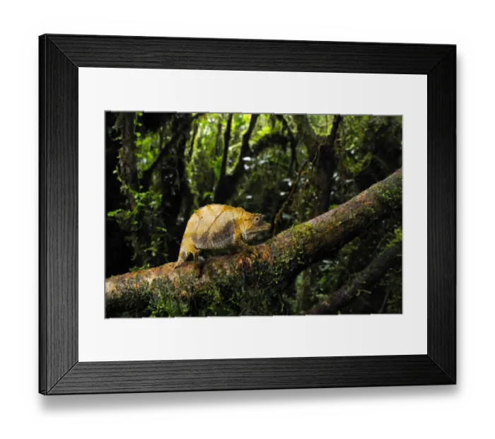 Framed Print : Dwarf forest chameleon (Rhampholeon boulengeri), Nyungwe Forest National Park, Rwanda Framed Print : Dwarf forest chameleon (Rhampholeon boulengeri), Nyungwe Forest National Park, Rwanda