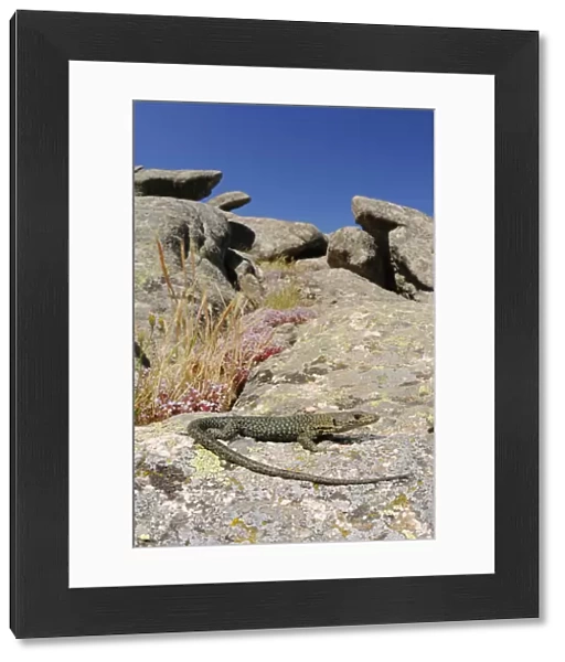 Bedriagas rock lizard (Archaeolacerta bedriagae) is Sardinia, Italy. Endemic
