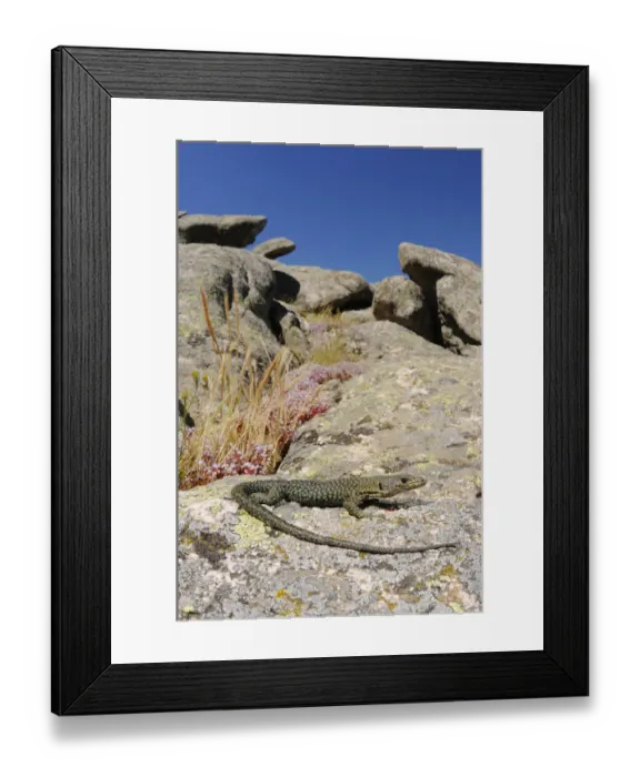 Framed Print : Bedriagas rock lizard (Archaeolacerta bedriagae) is Sardinia, Italy. Endemic Framed Print : Bedriagas rock lizard (Archaeolacerta bedriagae) is Sardinia, Italy. Endemic