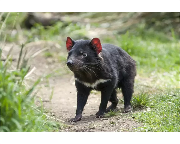 Tasmanian devil (Sarcophilus harrisii), Bonorong Wildlife Sanctuary, Tasmania. October