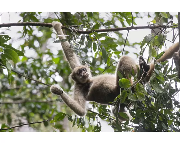 Northern muriqui monkey (Brachyteles hypoxanthus) hanging in a tree