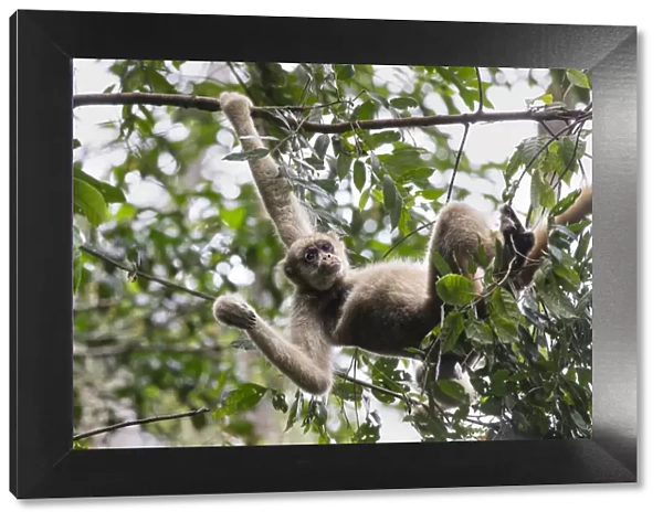 Northern muriqui monkey (Brachyteles hypoxanthus) hanging in a tree