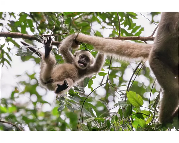Northern muriqui monkey (Brachyteles hypoxanthus) juvenile aged one year, in tree playing with its mother's tail, RPPN Feliciano Miguel Abdala, Atlantic Forest, Brazil. June