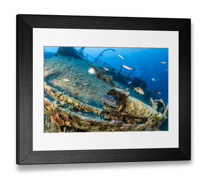 Framed Print : Conger eel, (Conger conger) on Teti shipwreck which sank on a stormy night on 23 May 1930 Framed Print : Conger eel, (Conger conger) on Teti shipwreck which sank on a stormy night on 23 May 1930