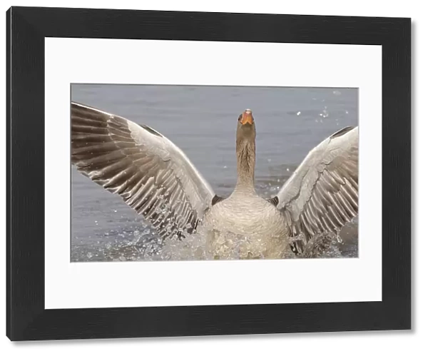 Greylag goose (Anser anser) landing with its wings and head raised to chase off another