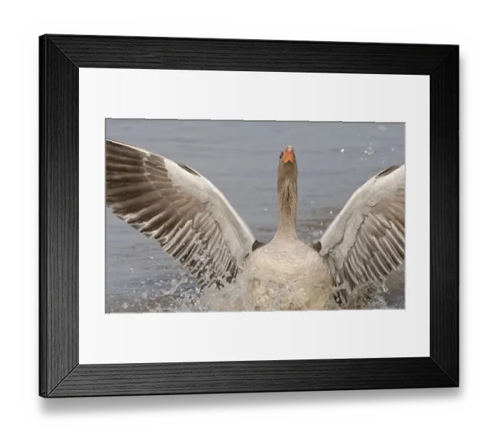 Framed Print : Greylag goose (Anser anser) landing with its wings and head raised to chase off another Framed Print : Greylag goose (Anser anser) landing with its wings and head raised to chase off another