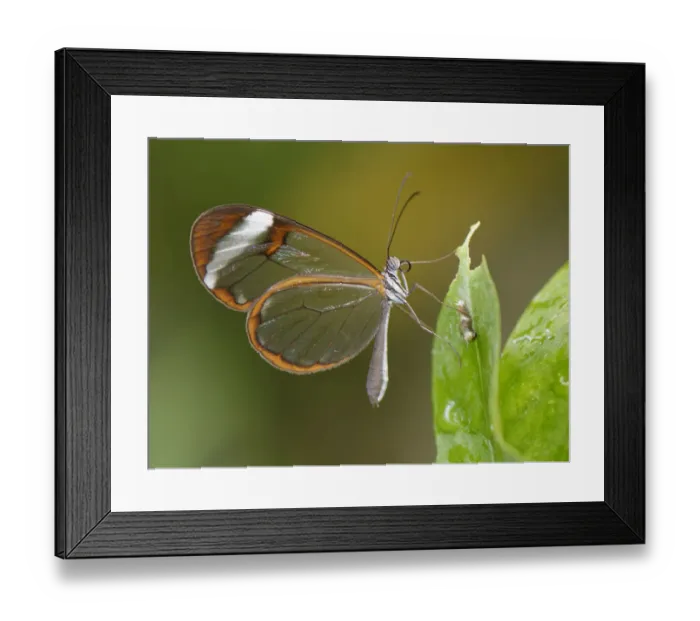 Framed Print : Glasswing butterfly (Greta oto), Mariposario del Drago, Icod de Los Vinos, Tenerife Framed Print : Glasswing butterfly (Greta oto), Mariposario del Drago, Icod de Los Vinos, Tenerife