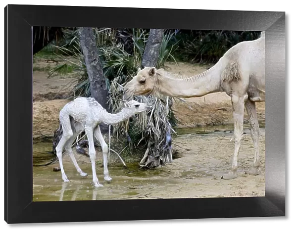 Dromedary camel (Camelus dromedarius) and calf at water