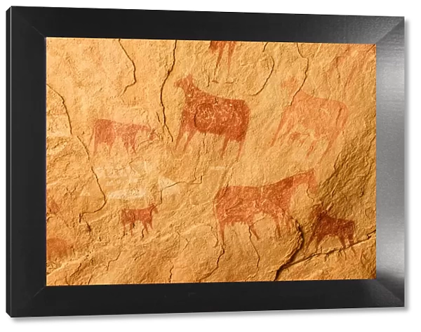 Ancient cave paintings depicting cattle. Ennedi Natural and Cultural Reserve