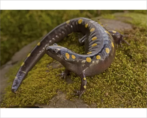 Spotted salamander (Ambystoma maculatum), New York, USA, April