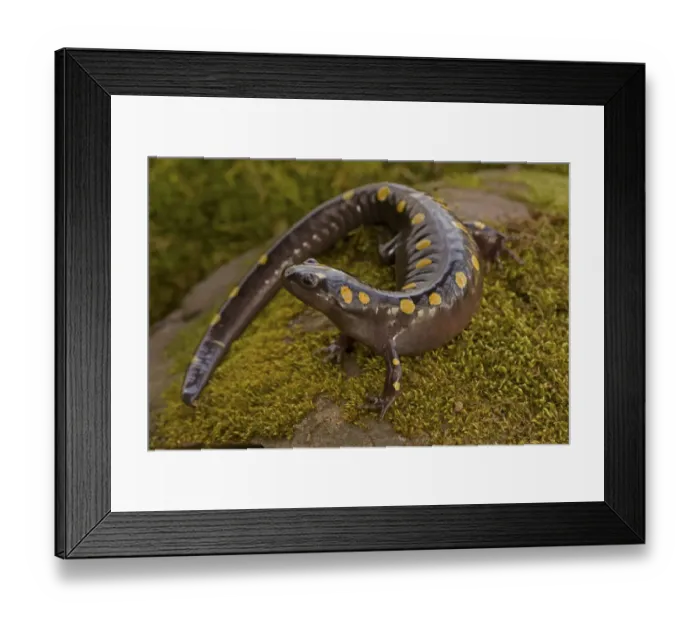 Framed Print : Spotted salamander (Ambystoma maculatum), New York, USA, April Framed Print : Spotted salamander (Ambystoma maculatum), New York, USA, April