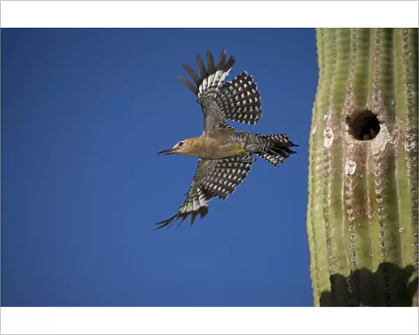 Gila woodpecker (Melanerpes uropygialis), emerging from nest in Saguaro cactus, Arizona