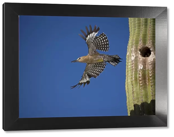 Gila woodpecker (Melanerpes uropygialis), emerging from nest in Saguaro cactus, Arizona