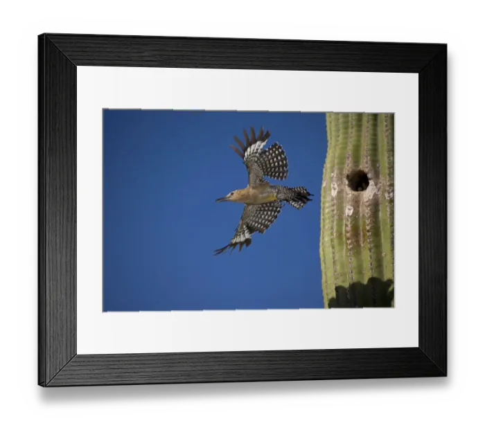 Framed Print : Gila woodpecker (Melanerpes uropygialis), emerging from nest in Saguaro cactus, Arizona Framed Print : Gila woodpecker (Melanerpes uropygialis), emerging from nest in Saguaro cactus, Arizona