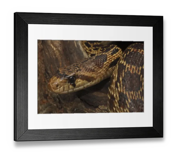 Framed Print : Pacific gopher snake (Pituophis melanoleucus catenifer), Captive, USA Framed Print : Pacific gopher snake (Pituophis melanoleucus catenifer), Captive, USA